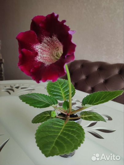 Глоксиния цветущая