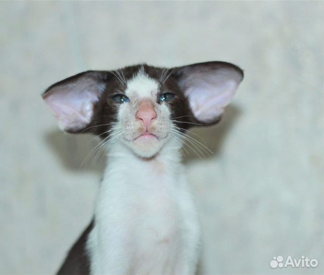 Ориентальная экстрим