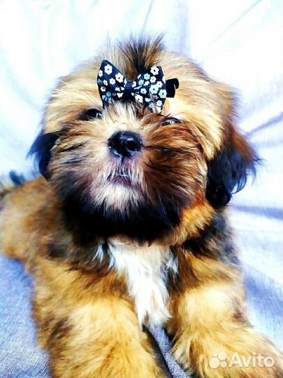 Девочки. настоящие красотки