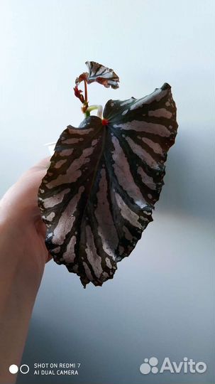 Бегония - Даун Хом (Down Нomе)