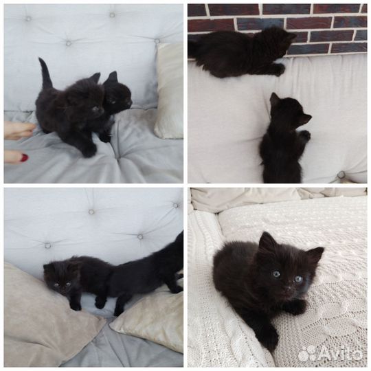 Черные котята