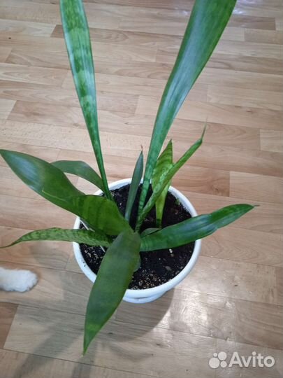 Сансевиерия