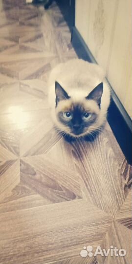 Кошка в дар