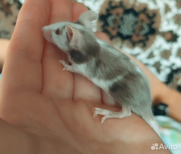 Сатиновые мышки