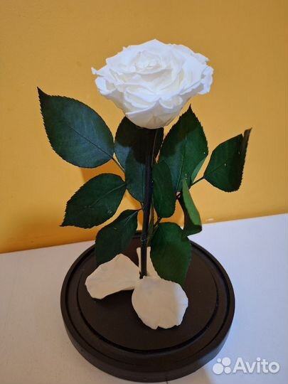 Вечная роза белая в колбе
