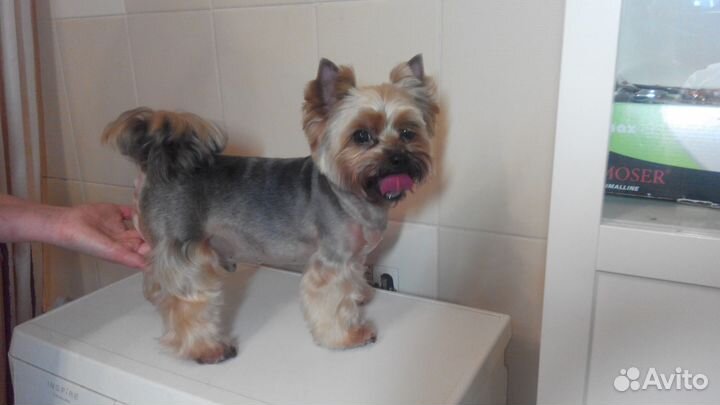 Стрижка собак, уз чистка зубов