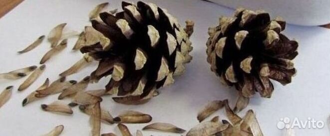 Семена сосны от производителя