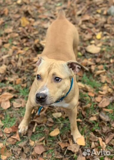 Дора ждет семью