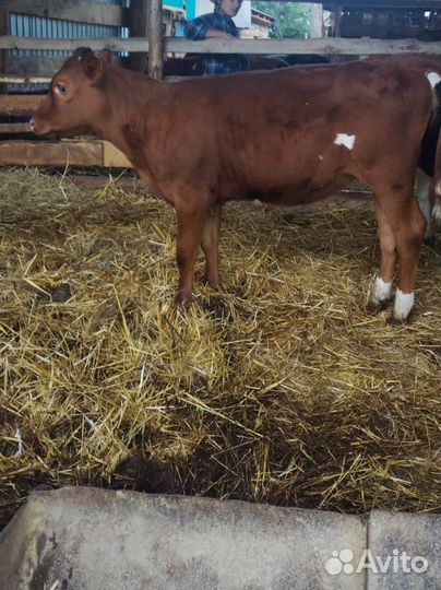 Телята телочки