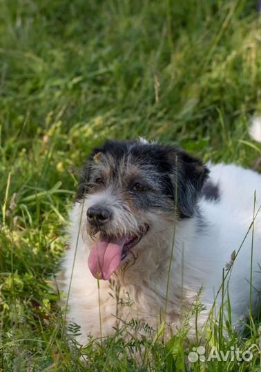 Дружелюбная Пуля в поисках дома