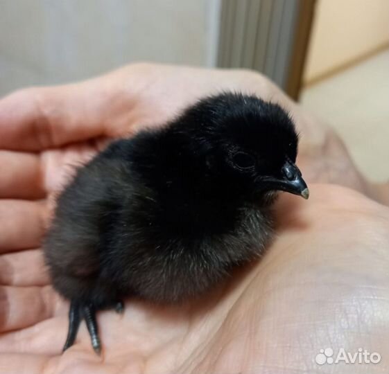 Цыплята Ухейилюй