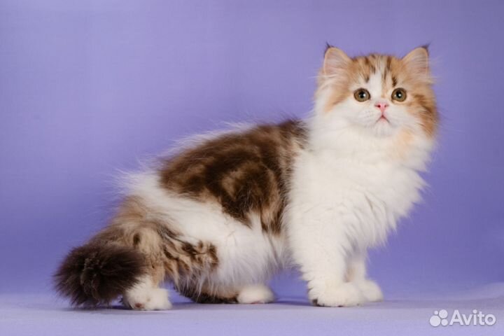 Котик хайленд страйт