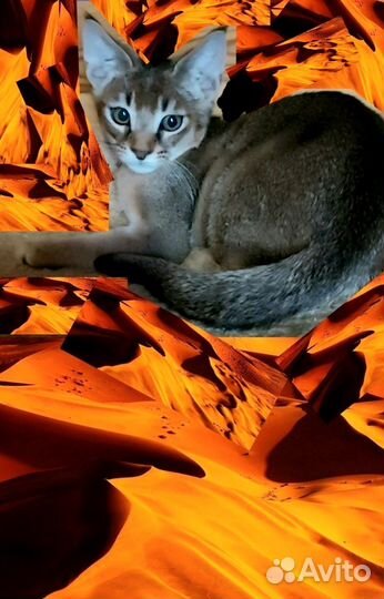 Котята каракет
