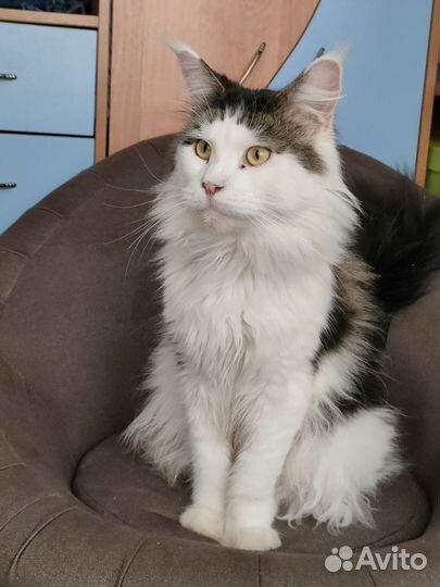 Кот Мейн-Кун