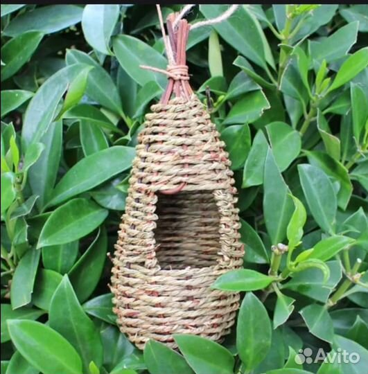 Гнездо на амадин