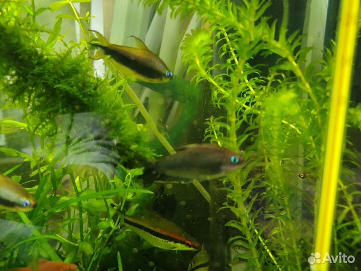 Аквариумные рыбки и растения