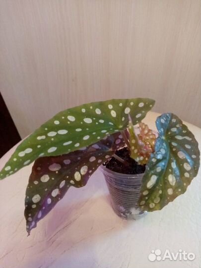 Кампанула, Бегонии