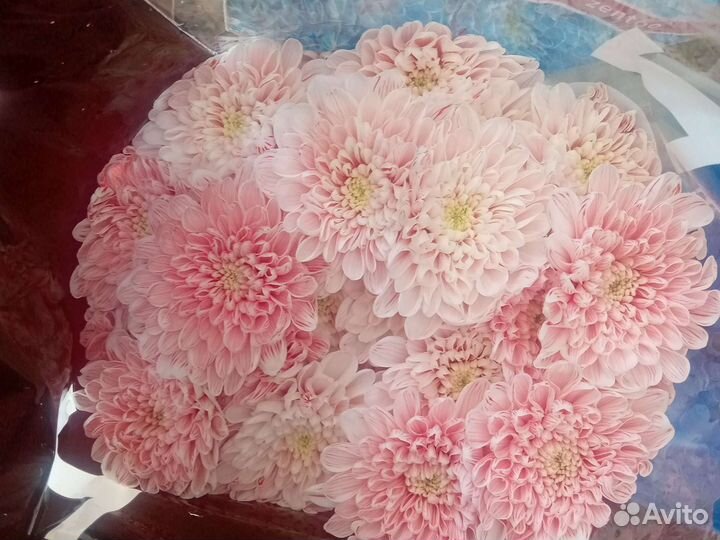 Хризантема кустовая