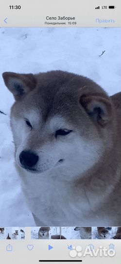 Сиба ину девочка в добрые руки