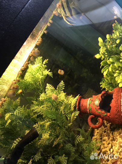 Улитки аквариумные