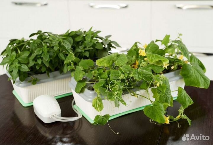 Домашний огород