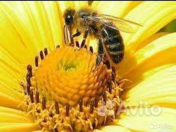 Пчёлы