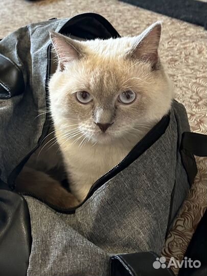 Коты для вязки