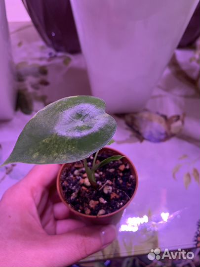 Алоказия азлани, одора варигатная