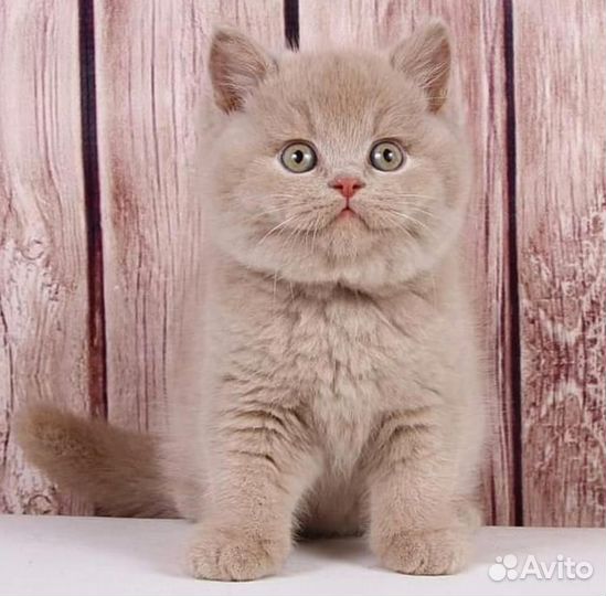 Британские котята