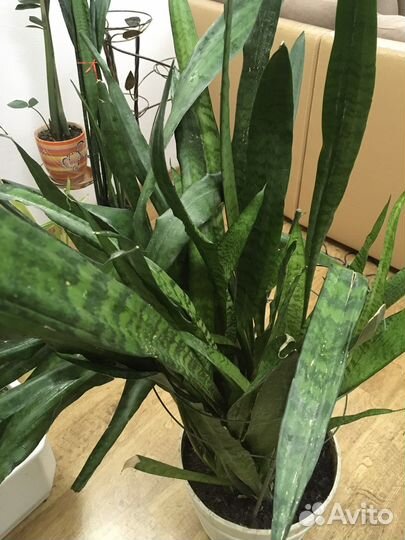 Сансевиерия комнатная