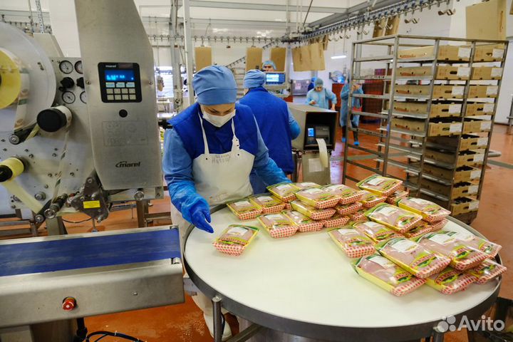Работа на птицефабрике по вахтам в регионе