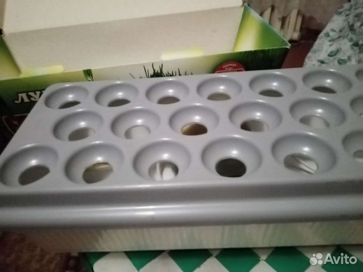 Луковое Счастье-для выгонки зелени