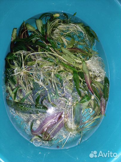 Аквариумные водоросли/ растения