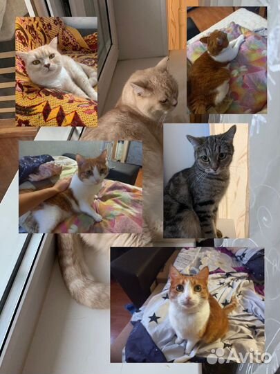 Передержка животных (у меня и у вас дома)