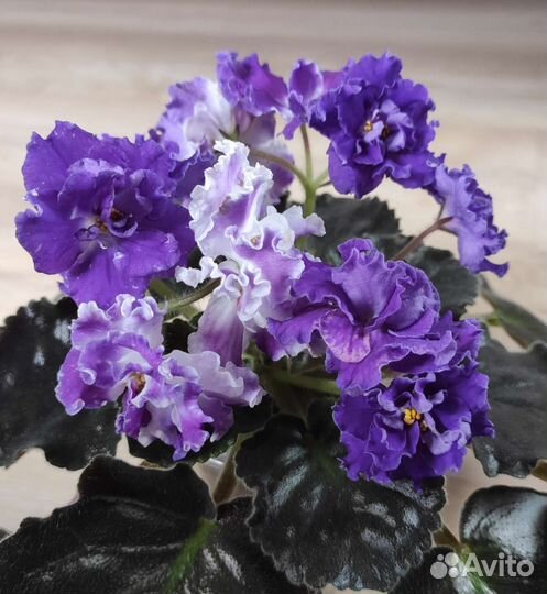 Фиалка сортовая