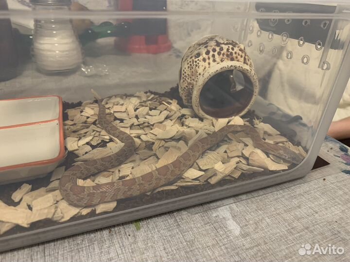 Маисовый полоз