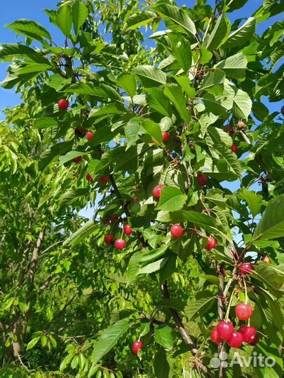 Саженцы черешни с закрытой корневой системой