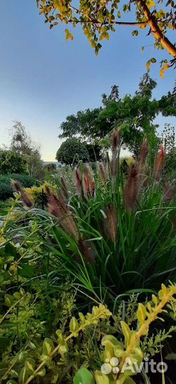 Декоративные травы,злаки