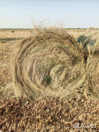 Сено в рулонах также в тюках заказ на тюки от -20