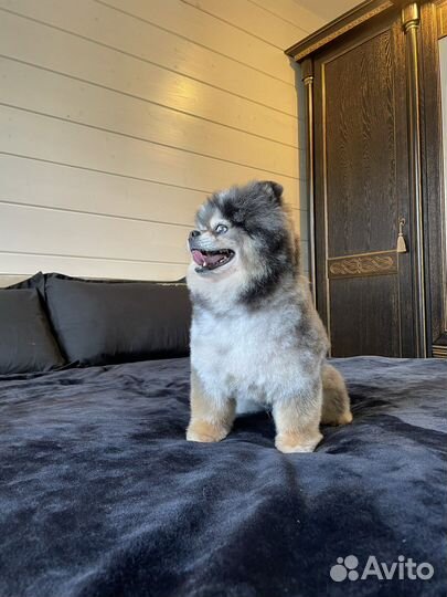 Хотите мерле щенка У нас большой выбор