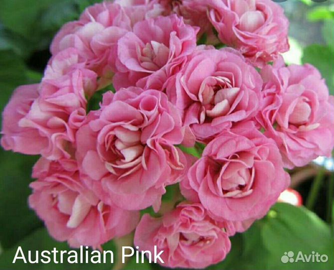 Пеларгония герань