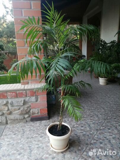 Хамедорея изящная (семейство Пальмовые) 120 см