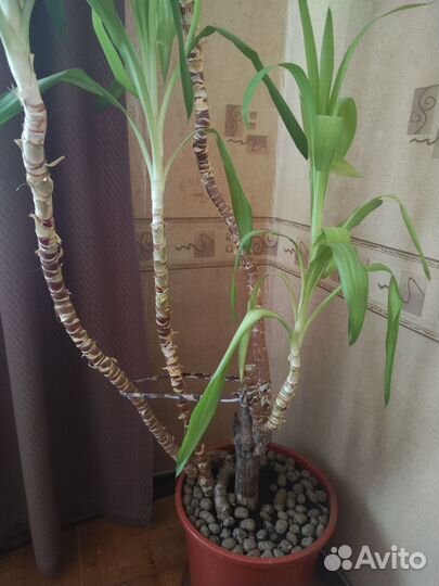 Пальма юкка в горшке