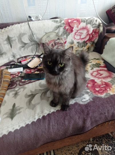 Отдам кота в добрые руки