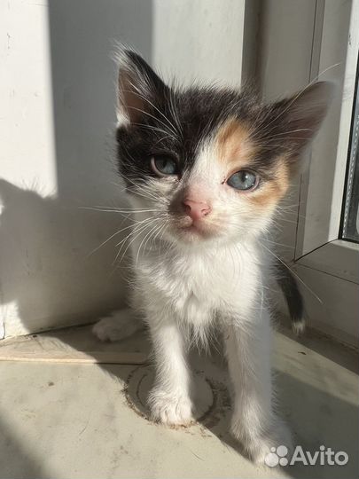 Трехцветный котенок девочка в добрые руки