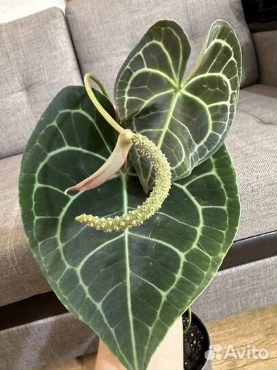 Антуриум Кларинервиум