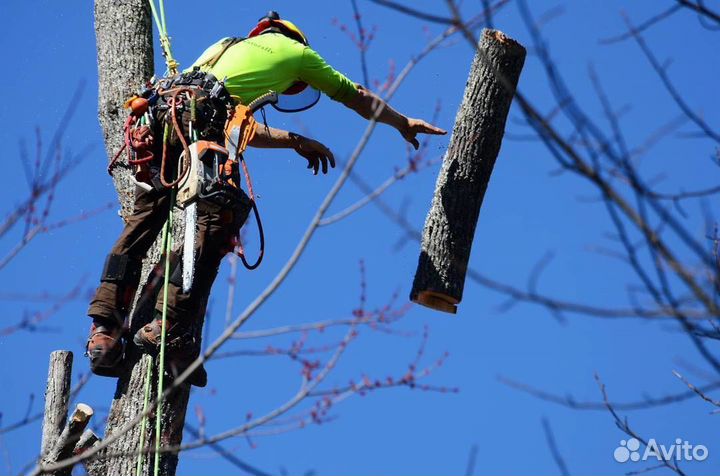 Спил-Деревьев-Расчистка участка