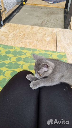 Котята в самые добрые руки