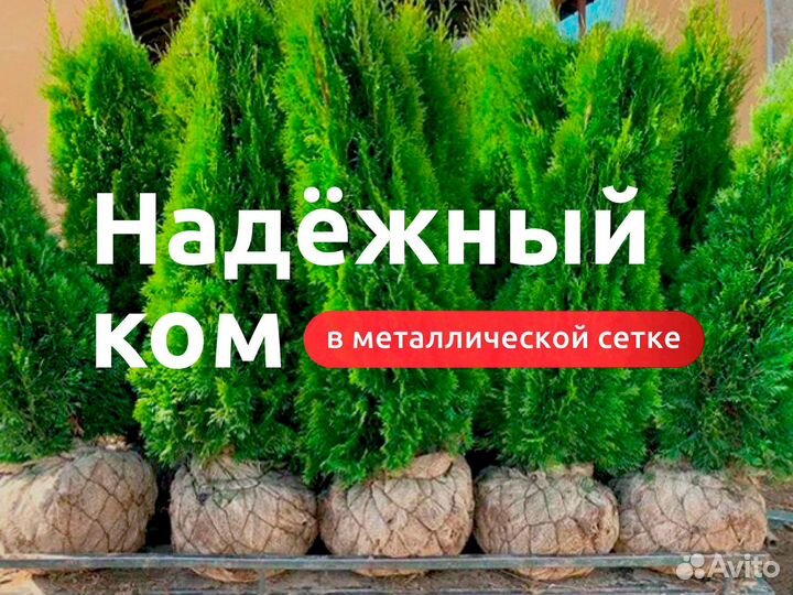Туя из питомника