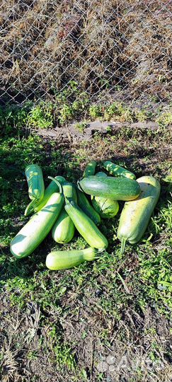 Картофель едовой, тыква, перец, кабачки